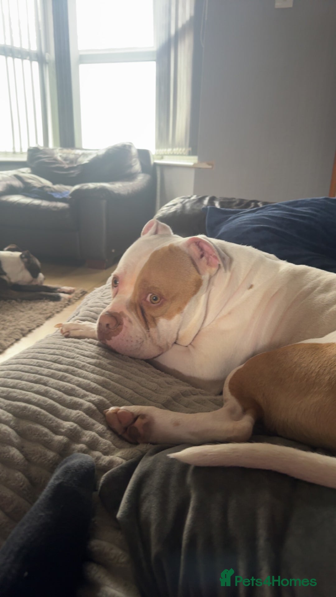 Mixed Breed dogs for sale: 2 dogs FTGH - Image 12