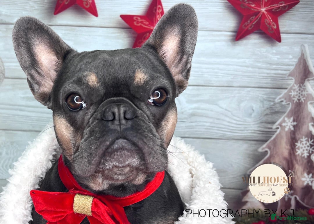 French Bulldog dogs for sale: 4 year old French bulldog - Image 2