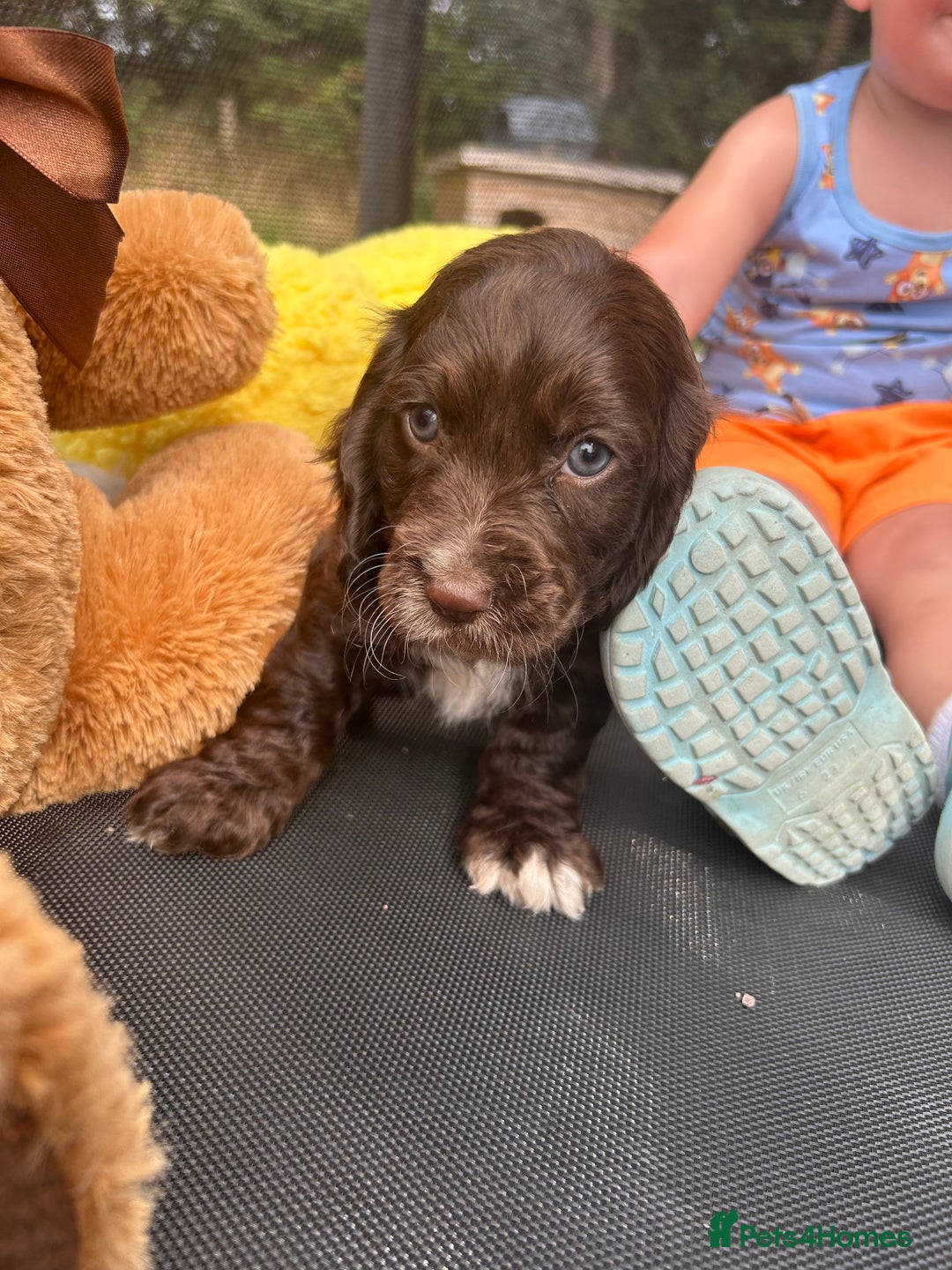 Cocker Spaniel dogs for sale: Miniature working Cocker spaniel puppies for sale - Image 18