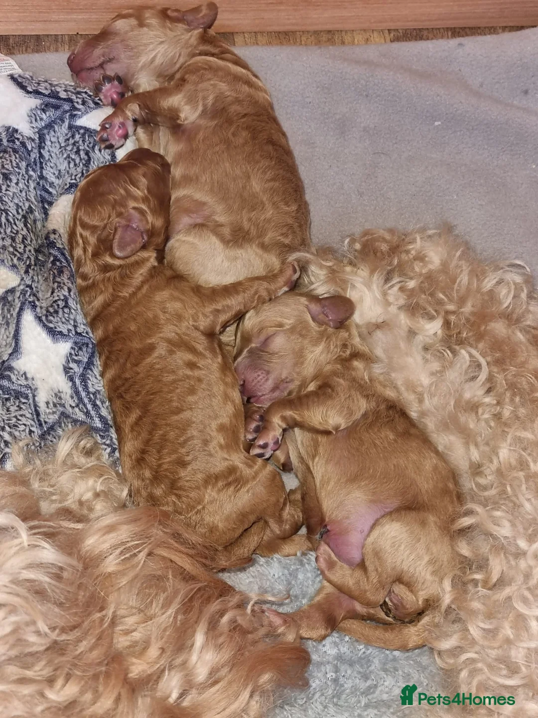 Miniature Poodle dogs for stud: Stunning Red Poodle for Stud in Motherwell - Advert 10