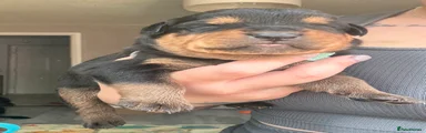 Rottweiler 5