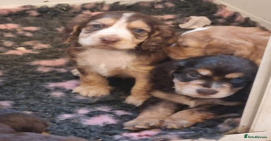 Cocker Spaniel dogs - Advert 5