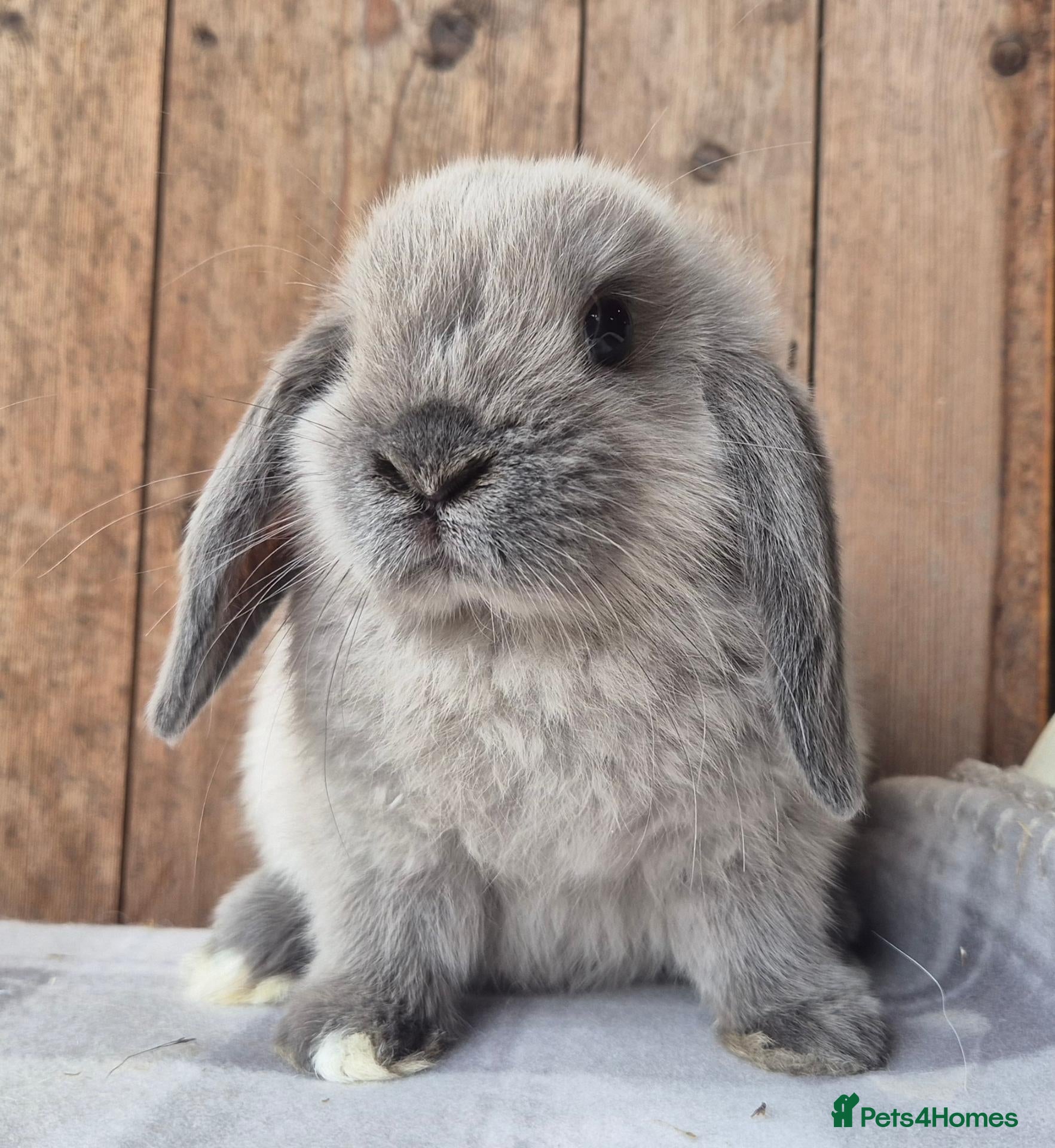Mini Lop rabbits Mini lop babys ready now  - Advert 17