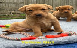 Labrador Retriever dogs for sale: Beautiful KC Fox Red Pups. 0/0 hip/elbow mum & dad - Image 16