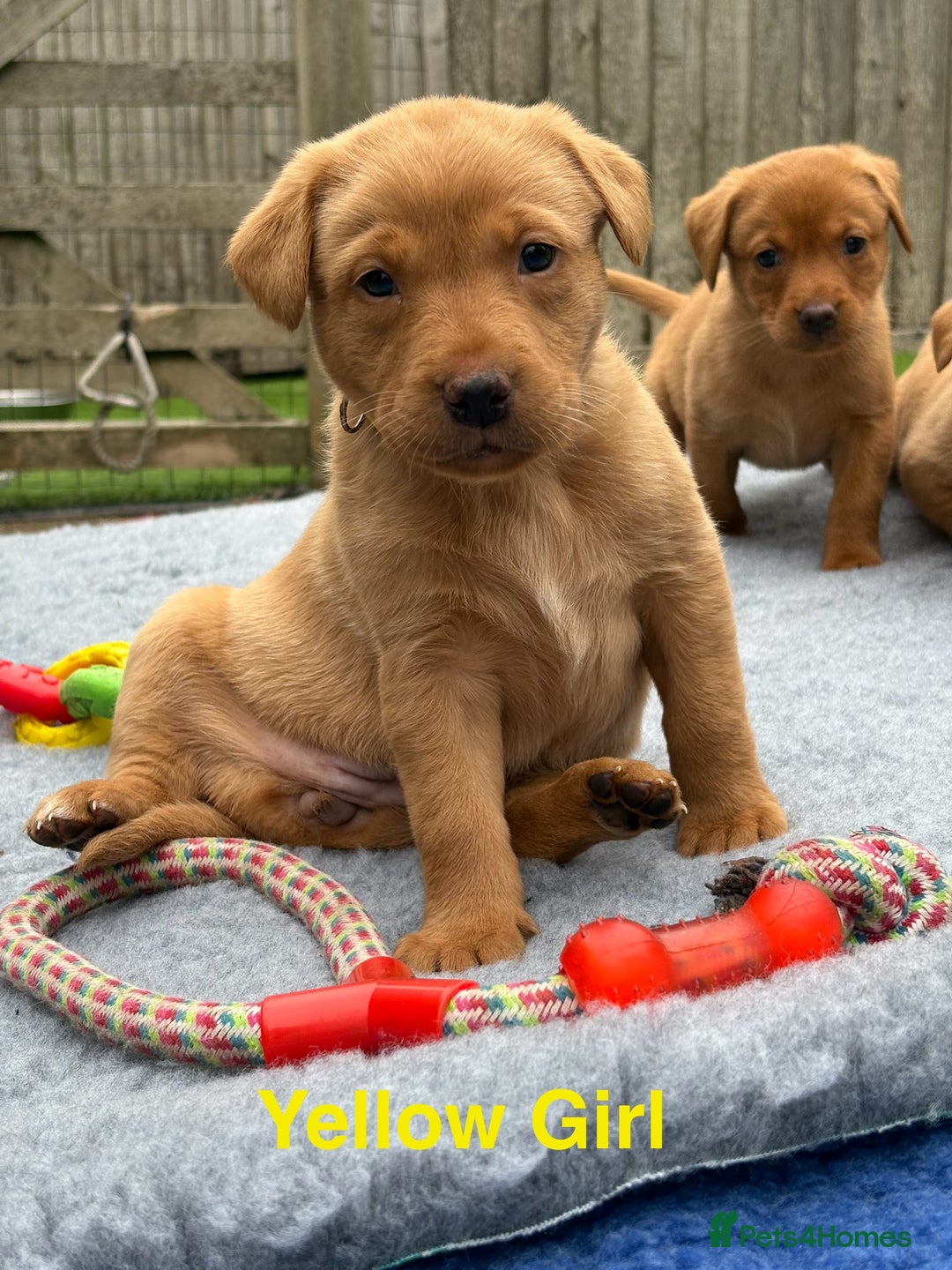 Labrador Retriever dogs for sale: Beautiful KC Fox Red Pups. 0/0 hip/elbow mum & dad - Image 16