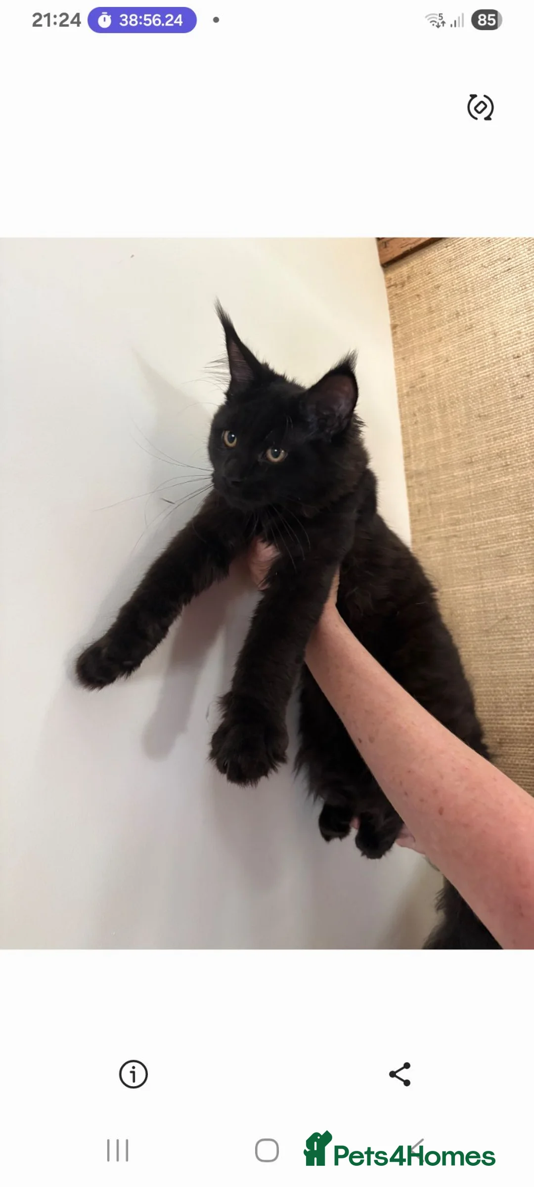 Maine Coon cats for sale: Black smoke big size registered  maine coon kitten - Advert 5
