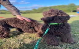 Miniature Poodle dogs for sale: Chesie – From Inter Champion Parents 💖 - Image 5