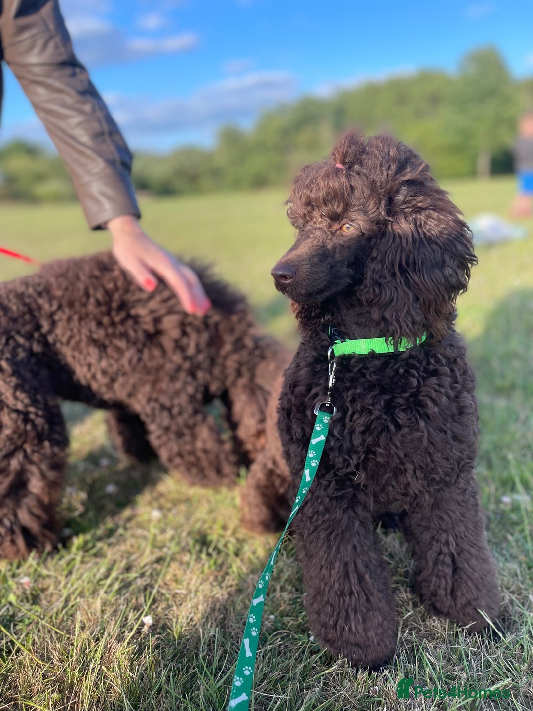 Miniature Poodle dogs for sale: Chesie – From Inter Champion Parents 💖 - Image 5