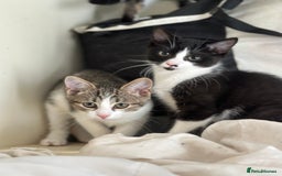 Domestic Shorthair cats for sale: Two Adorable 13-Week-Old Female Kitten - Image 1
