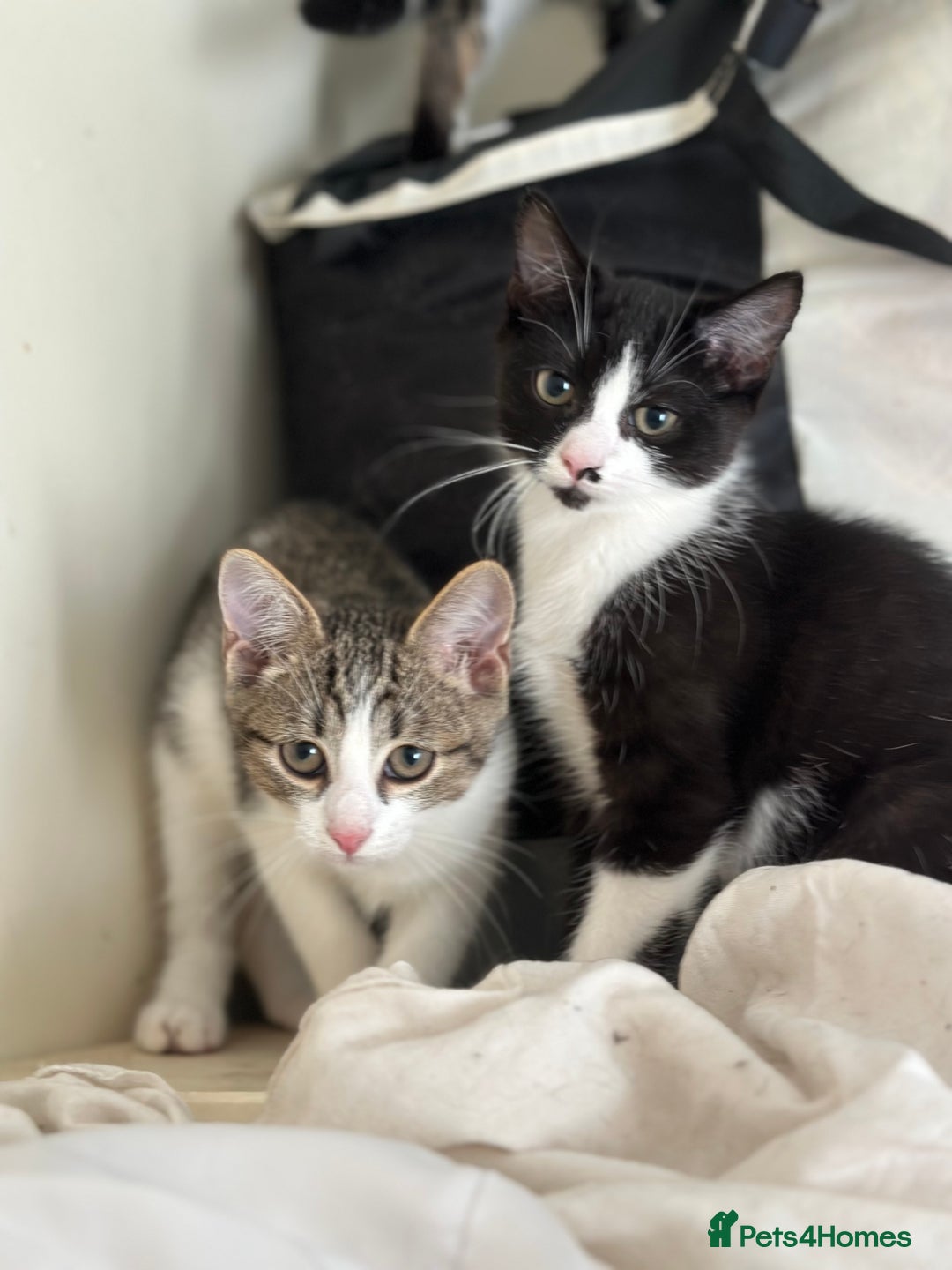 Domestic Shorthair cats for sale: Two Adorable 13-Week-Old Female Kitten - Image 1