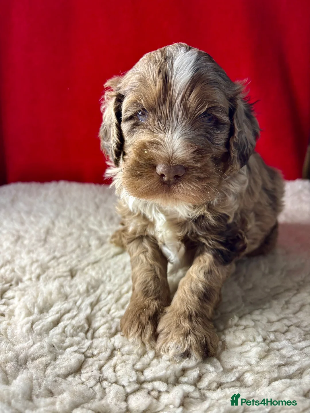Cockapoo dogs for sale: Happy, healthy f1 Cockapoo Puppies - Advert 14