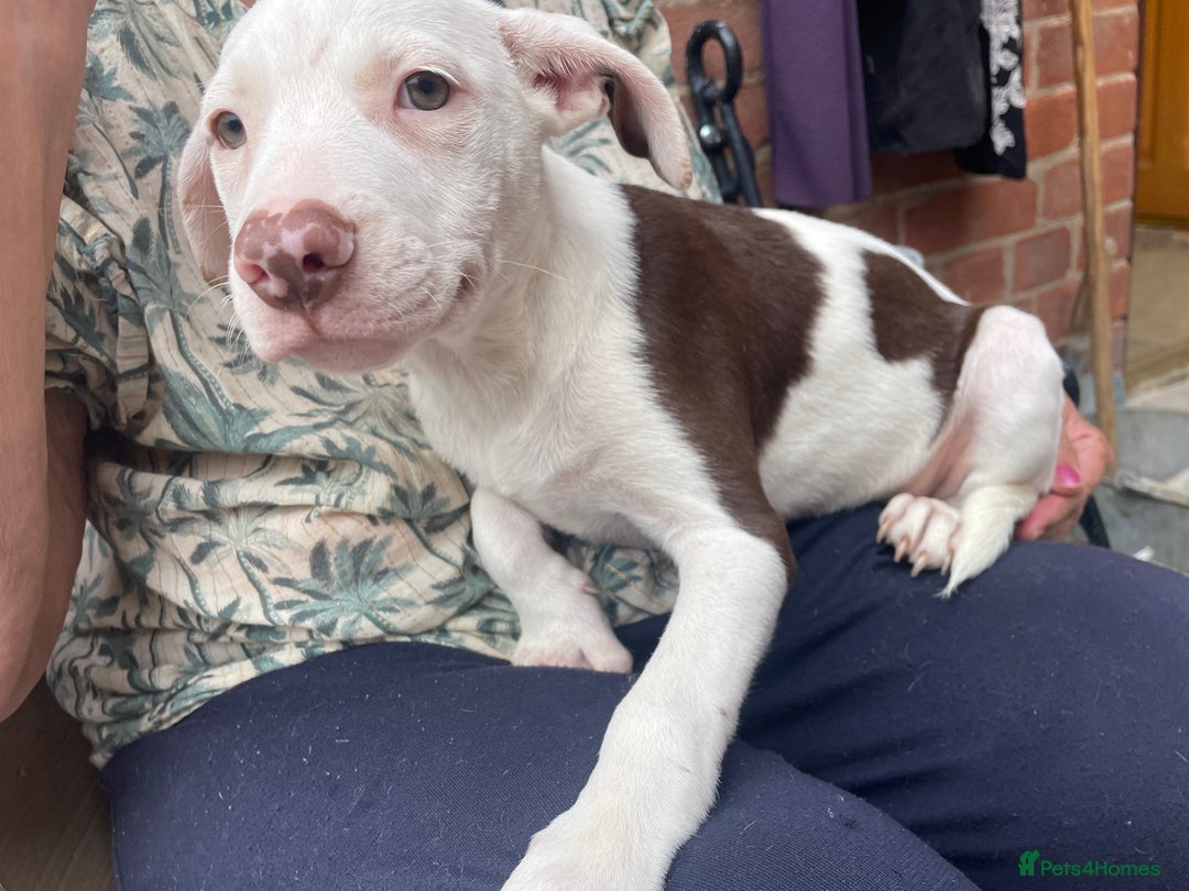 Mixed Breed dogs for sale: Staff collie cross puppies  - Image 14