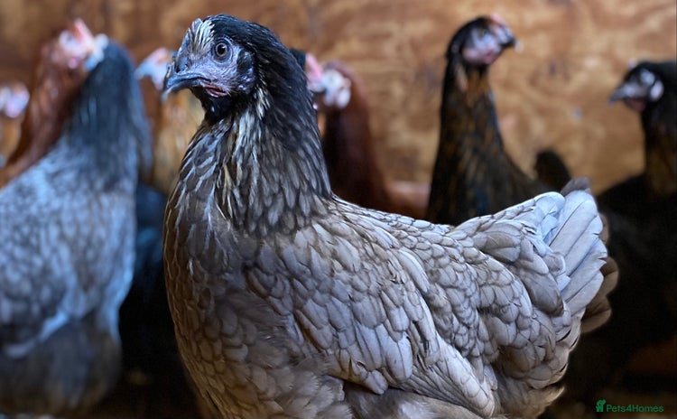 Chickens poultry - Advert 13