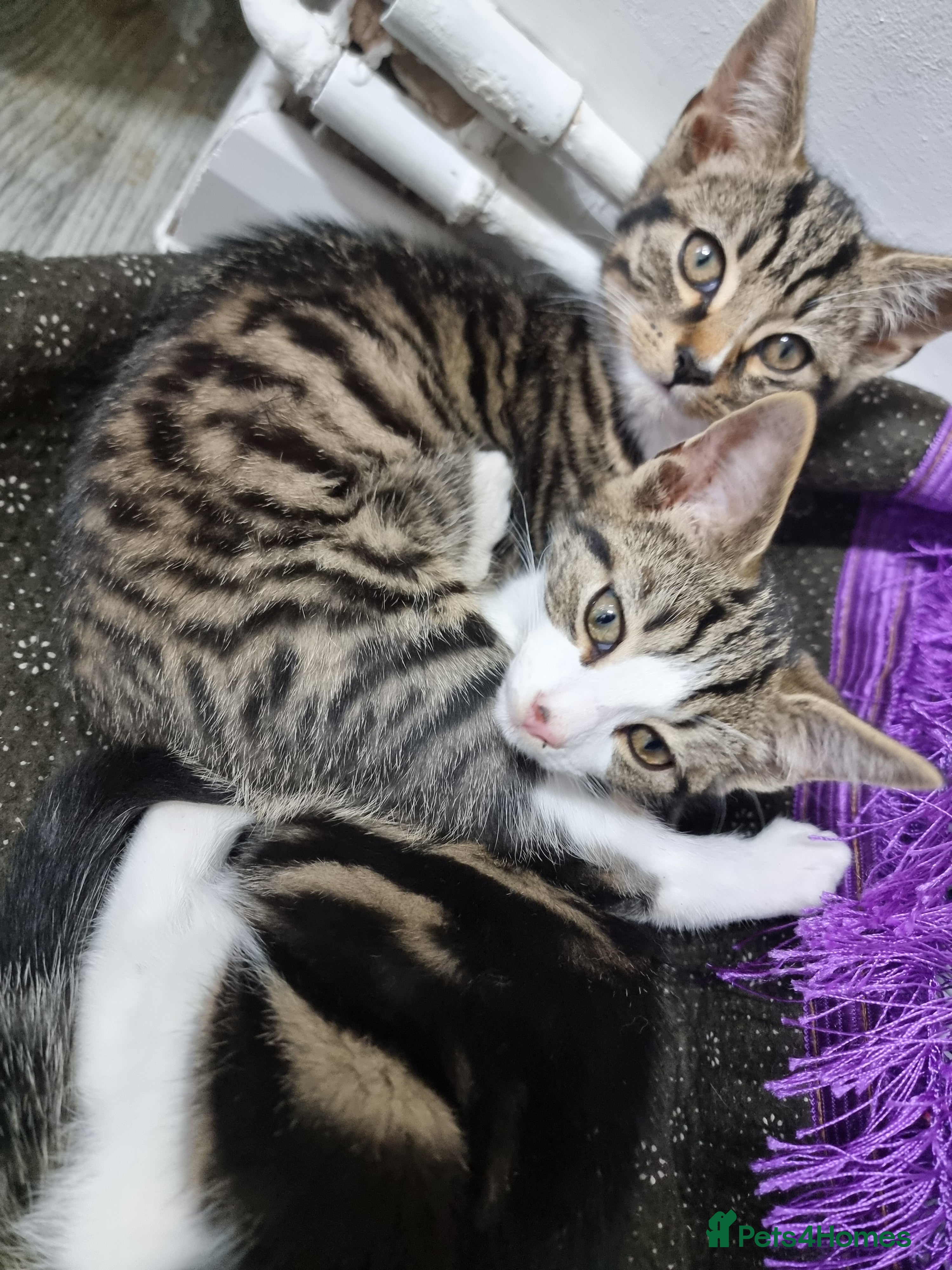 Mixed Breed cats Two Adorable male Kittens - Advert 17