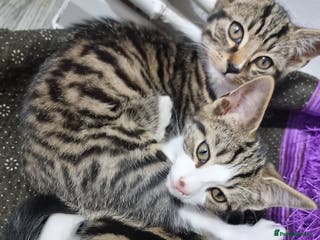 Mixed Breed cats Two Adorable male Kittens - Advert 12