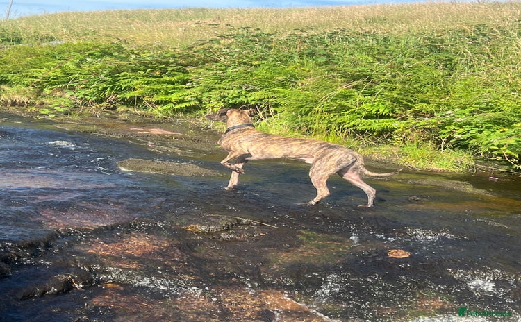 Lurcher dogs - Advert 2