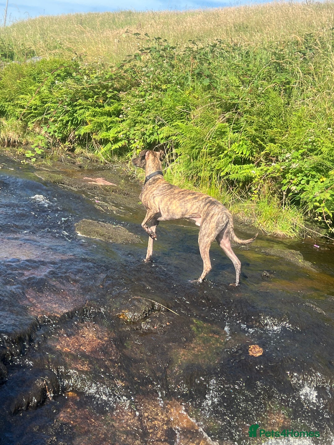 Lurcher dogs for sale: 3 year old male lurcher  - Image 1