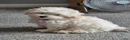 Maltipoo dogs for sale: Home-Raised F1 Maltipoo Puppy – ready Now - Advert 2