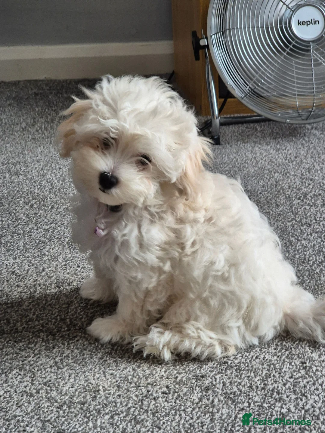 Maltipoo dogs for sale: Home-Raised F1 Maltipoo Puppy – ready Now - Advert 2