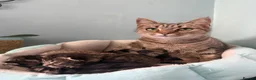 Mixed Breed cats for sale: 3 x Mixed Tabby Male Kittens Edinburgh in Dalkeith - Advert 8