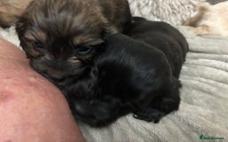 Mixed Breed dogs for sale: Adorable Cockerchons Fluffy, Low-Shed Wonders! - Image 6