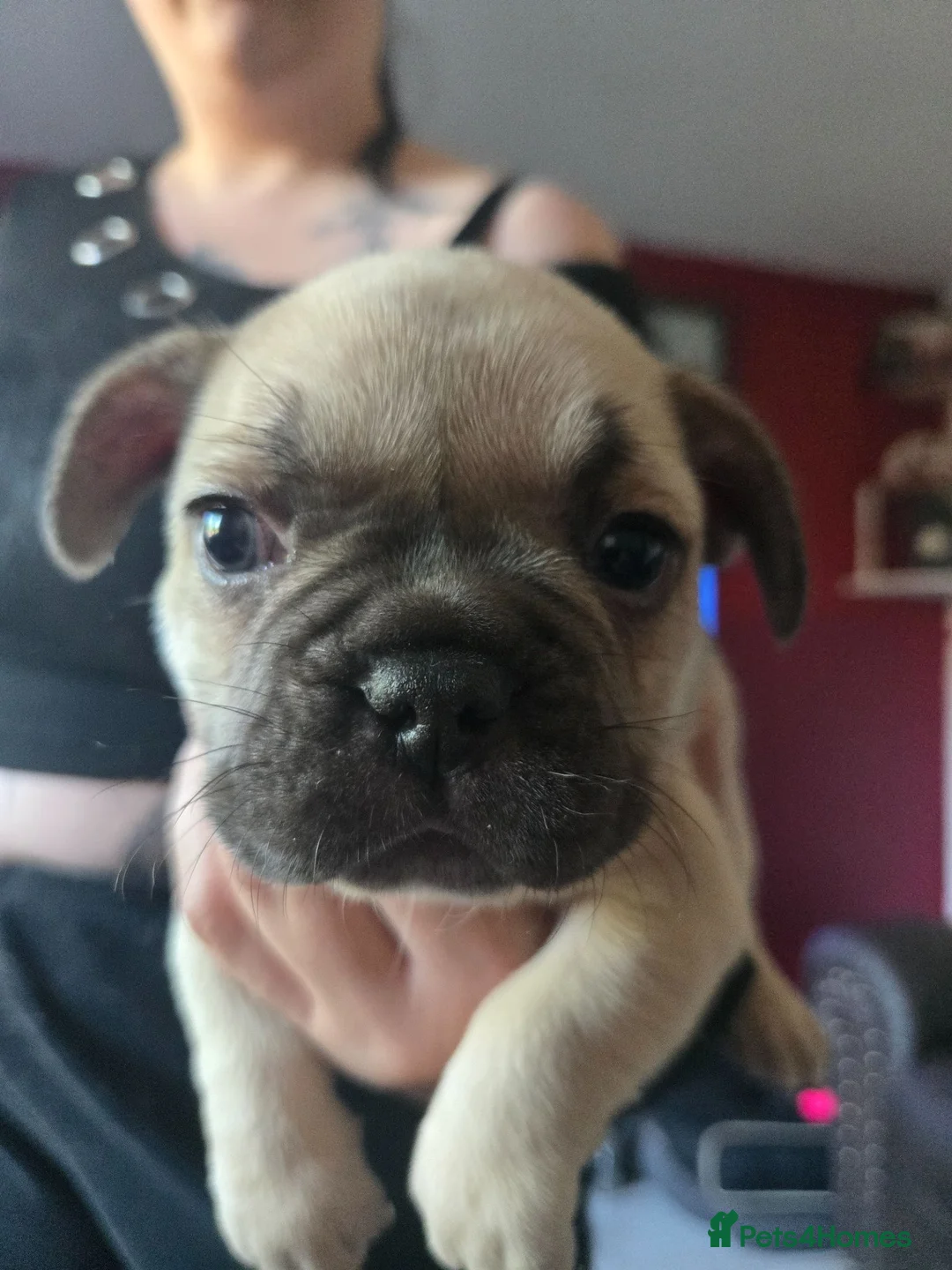 French Bulldog dogs for sale: last boy left in the litter in Preston - Advert 2