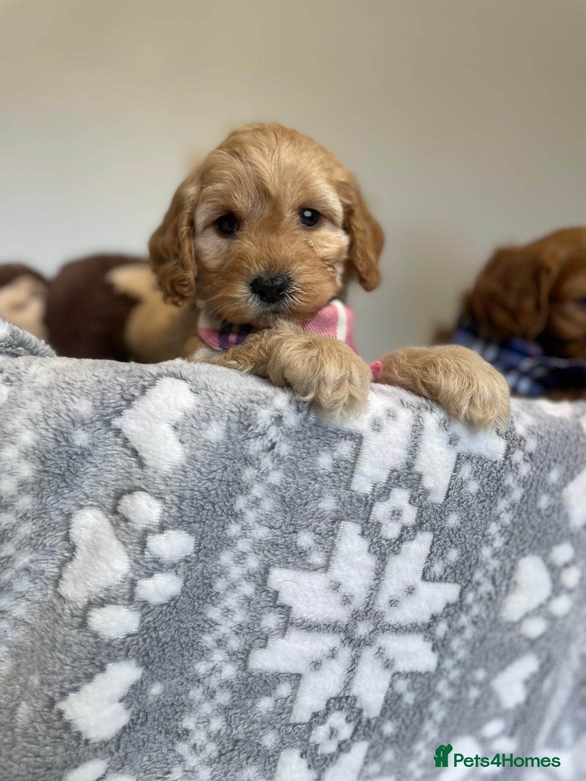 Cockapoo dogs Family-Raised Miniature Cockapoos  available now  - Advert 1