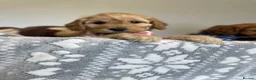 Cockapoo dogs for sale: Family-Raised Miniature Cockapoos  available now  - Advert 4