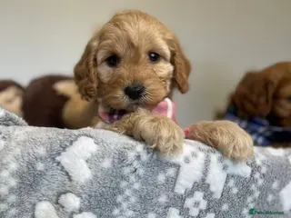 Cockapoo dogs Family-Raised Miniature Cockapoos available now - Advert 1