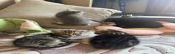 Scottish Fold cats for sale: Beautiful scotish fold  - Advert 13