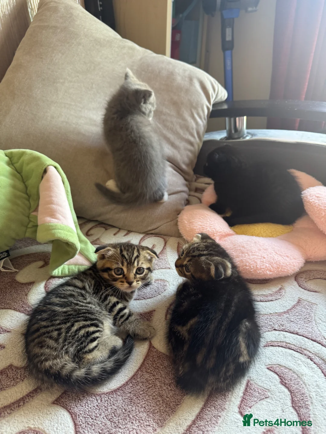 Scottish Fold cats for sale: Beautiful scotish fold  - Advert 13