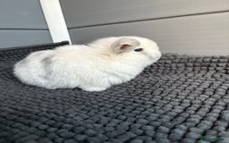 Mini Lop rabbits for sale: Little fluffy mini lops  - Image 11