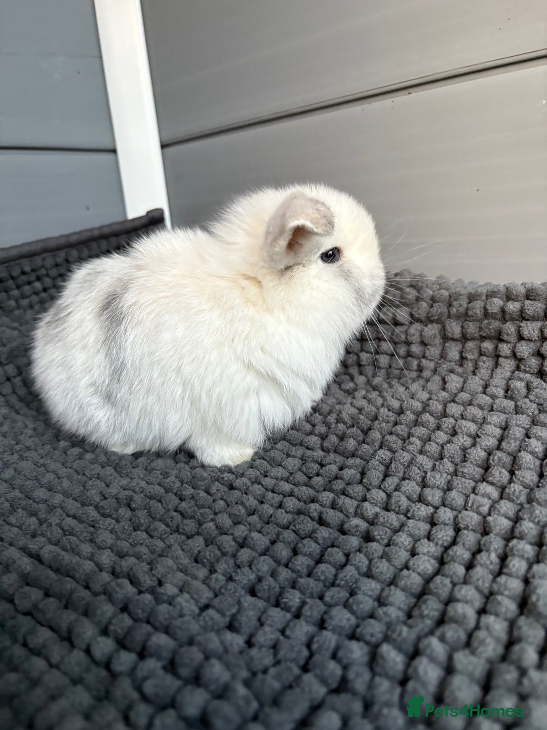 Mini Lop rabbits for sale: Little fluffy mini lops  - Image 11