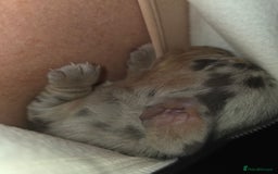 Miniature Dachshund dogs for sale: Miniature smooth dachshund  - Image 11
