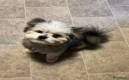 Pomapoo dogs for stud: Merle Pomapoo in Newark - Image 1