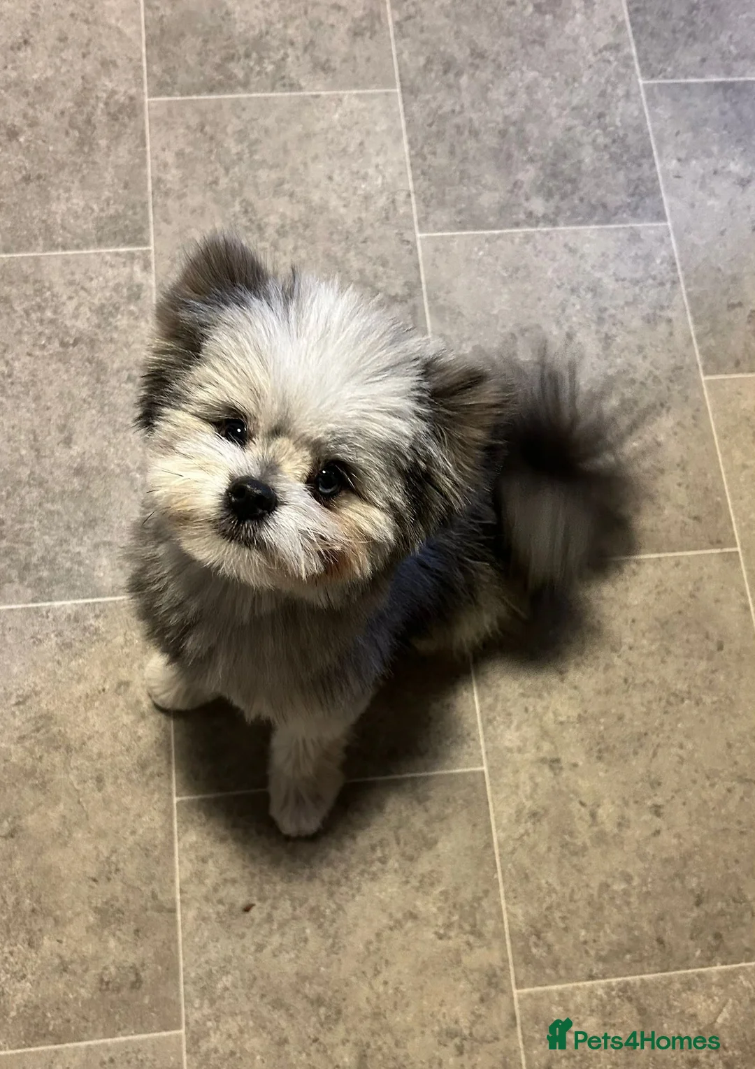 Pomapoo dogs for stud: Merle Pomapoo in Newark - Advert 3