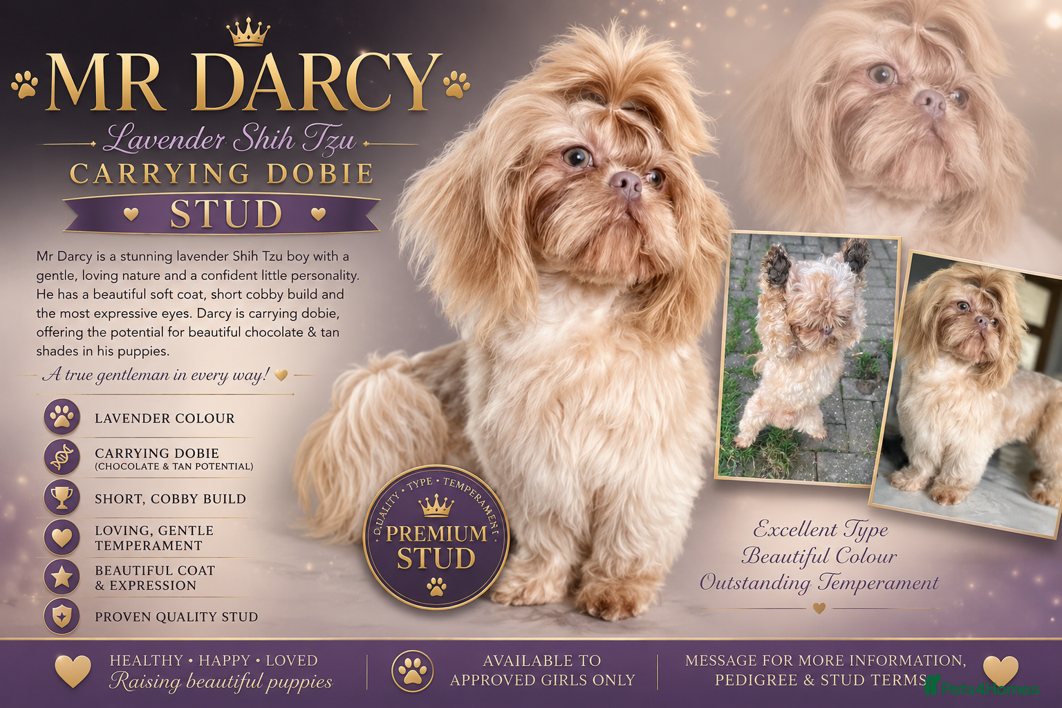 Shih Tzu dogs Lavender shih tzu stud - Advert 4