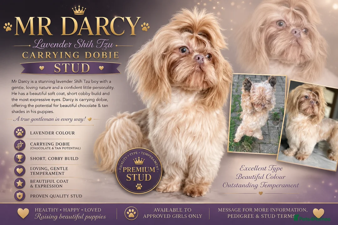 Shih Tzu dogs for stud: Lavender shih tzu stud - Advert 2