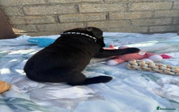 Labrador Retriever dogs for sale: Stunning black Labrador puppies  - Image 7