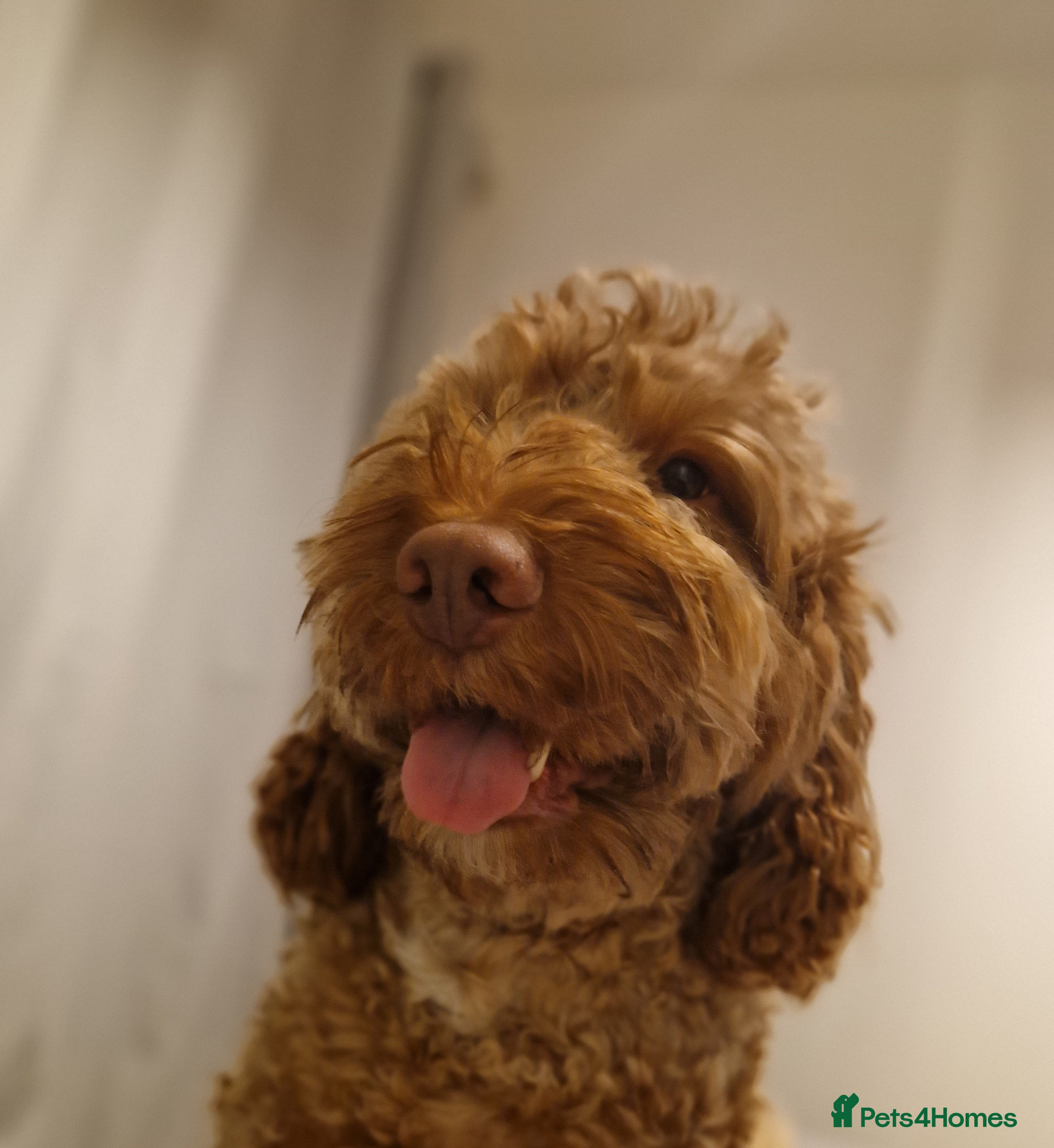 Cockapoo dogs F1b Red Proven Cockapoo DNA Tested F/F for Stud  in Coventry - Advert 1