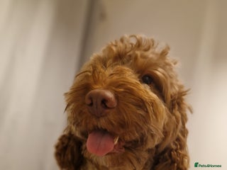 Cockapoo dogs in Coventry - Advert 16