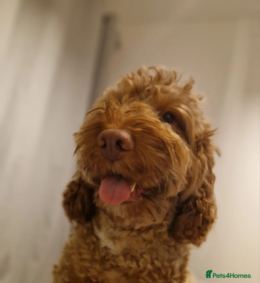 Cockapoo dogs for stud: F1b Red Proven Cockapoo DNA Tested F/F for Stud  in Coventry - Advert 1