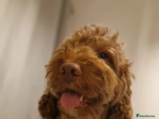 Cockapoo dogs F1b Red Proven Cockapoo DNA Tested F/F for Stud in Coventry - Advert 1