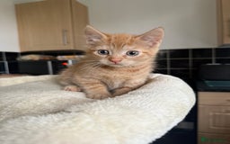 Mixed Breed cats for sale: available: one ginger boy and three girls - Image 3