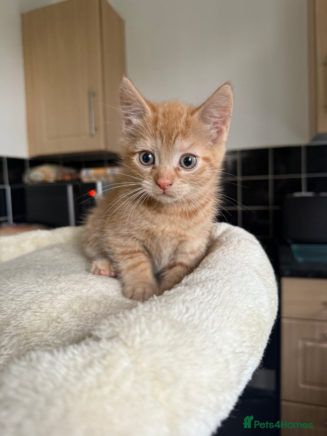 Mixed Breed cats for sale: available: one ginger boy and three girls - Image 3