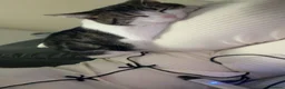 Domestic Shorthair cats for sale: 2 beautiful cats - Advert 10