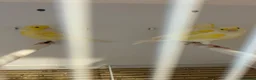 Canaries birds for sale: Yellow dimorphic canaries  - Advert 6