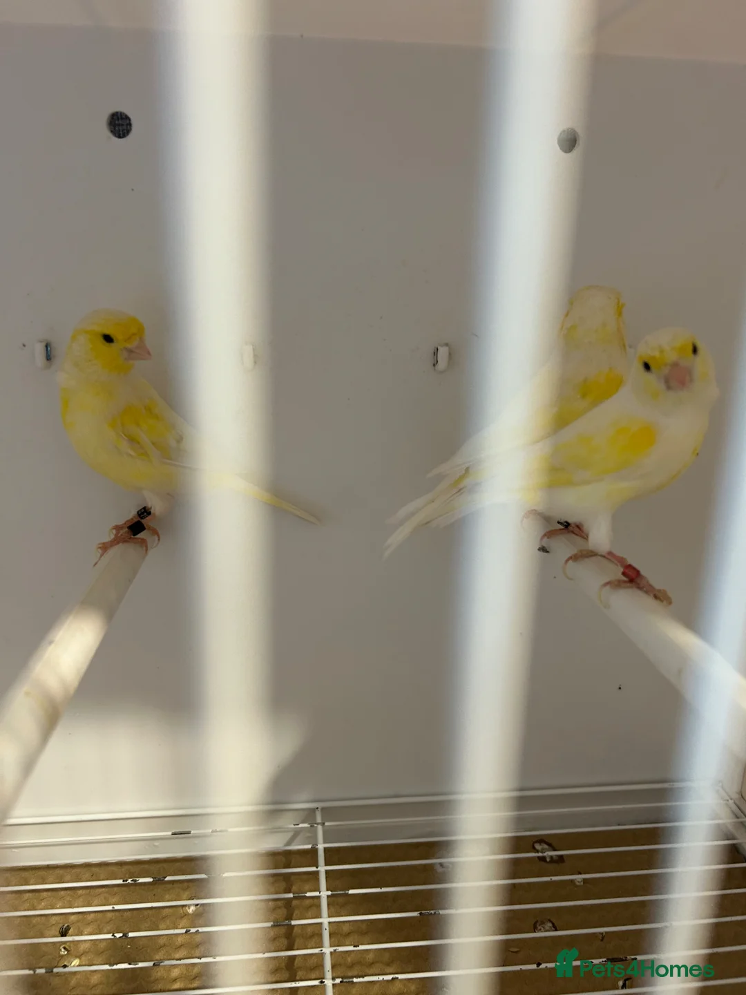 Canaries birds for sale: Yellow dimorphic canaries  - Advert 6