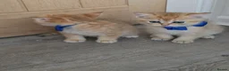 British Shorthair cats for sale: British Shorthair Golden Chinchilla Kittens - Advert 18