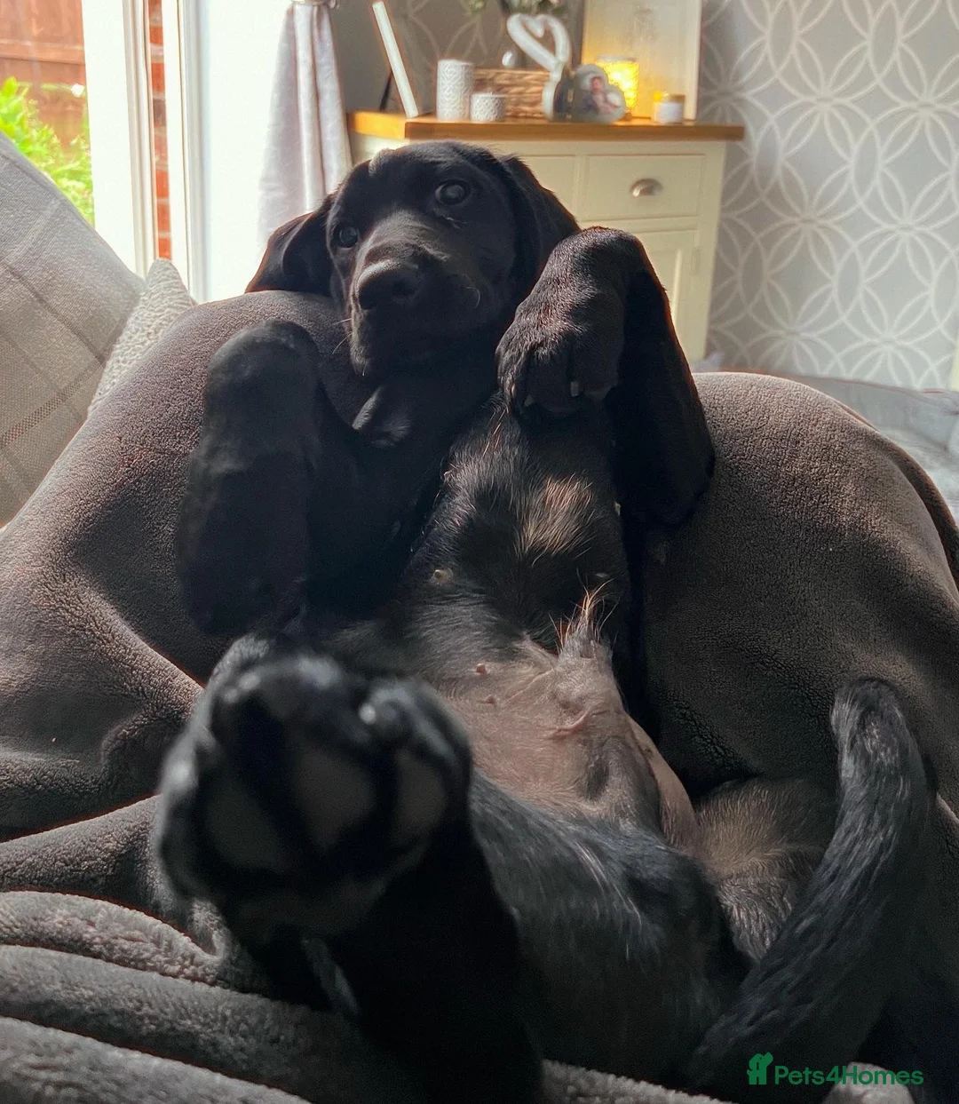 Springador dogs for sale: Re homing Springador   - Advert 4